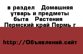 в раздел : Домашняя утварь и предметы быта » Растения . Пермский край,Пермь г.